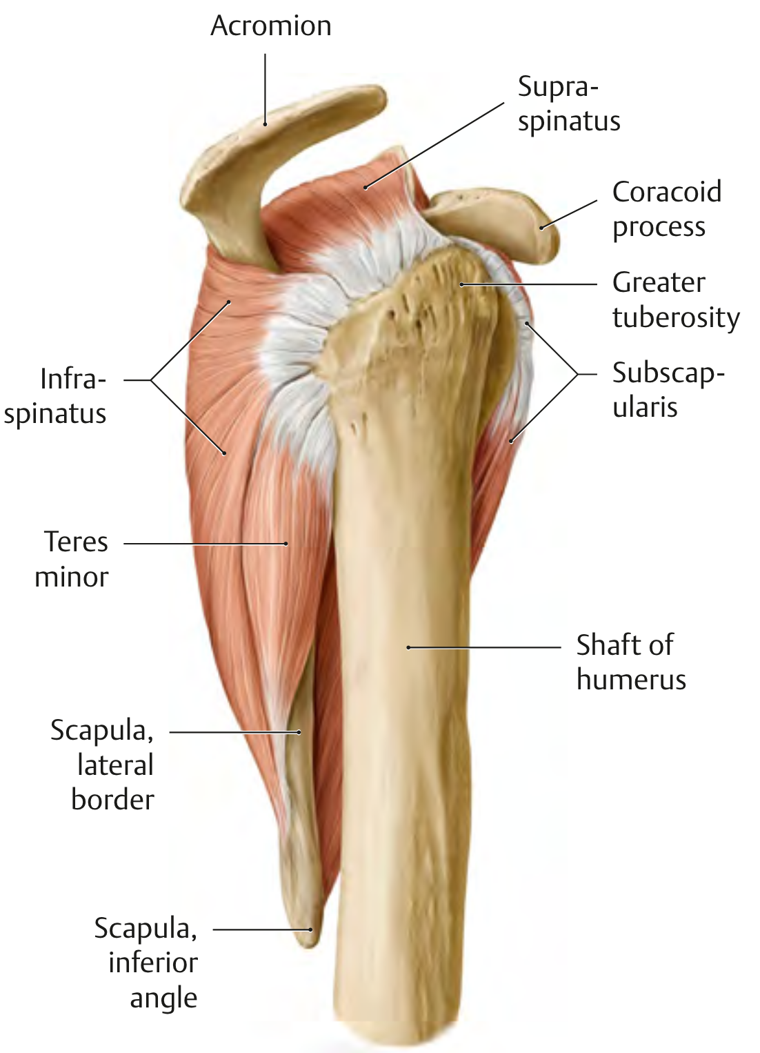 Rotator Cuff (lateral view)1